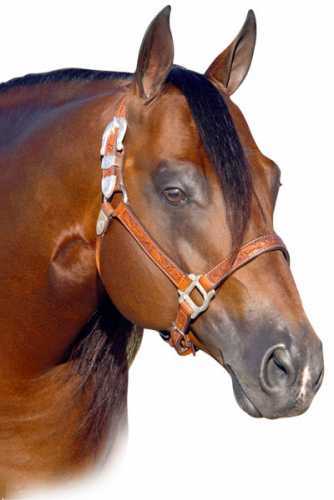 Conquistador Whiz
